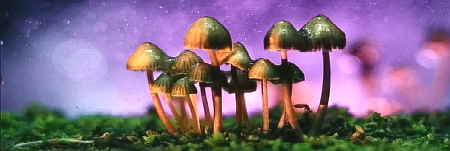 Foundation purple web mushrooms